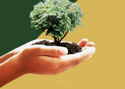 Fundação JMJ desafia peregrinos para plantação mundial de árvores