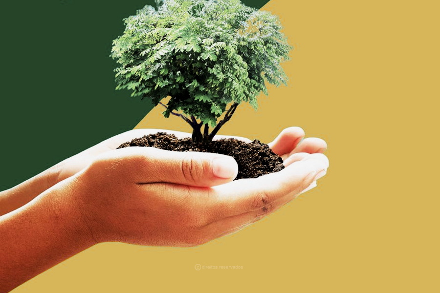 Fundação JMJ desafia peregrinos para plantação mundial de árvores